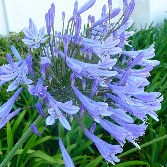 Agapanthus africanus - Agapanthus - 5 Gallon - Roger's Gardens