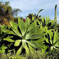 Agave attenuata - American Agave - 5 Gallon - Roger's Gardens