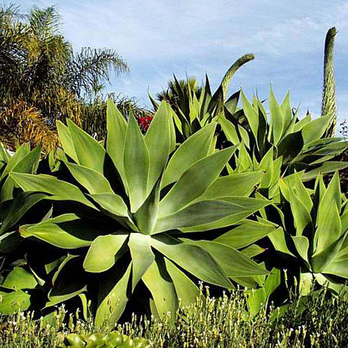 Agave attenuata - American Agave - 5 Gallon - Roger's Gardens