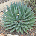 Agave 'Blue Glow' - Blue Glow Agave - 1 Gallon - Roger's Gardens