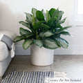 Aglaonema Silver Bay - 10" Pot - Roger's Gardens