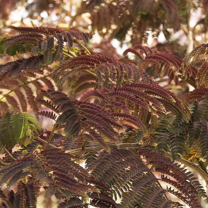 Albizia 'Summer Chocolate' - Summer Chocolate Mimosa Tree - 5 Gallon - Roger's Gardens