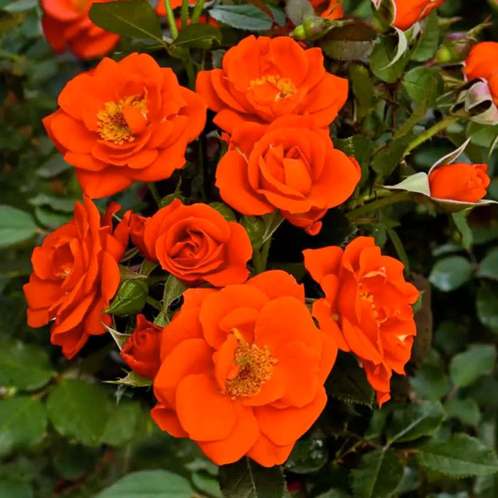 All A Twitter - 3 Gallon - Roger's Gardens