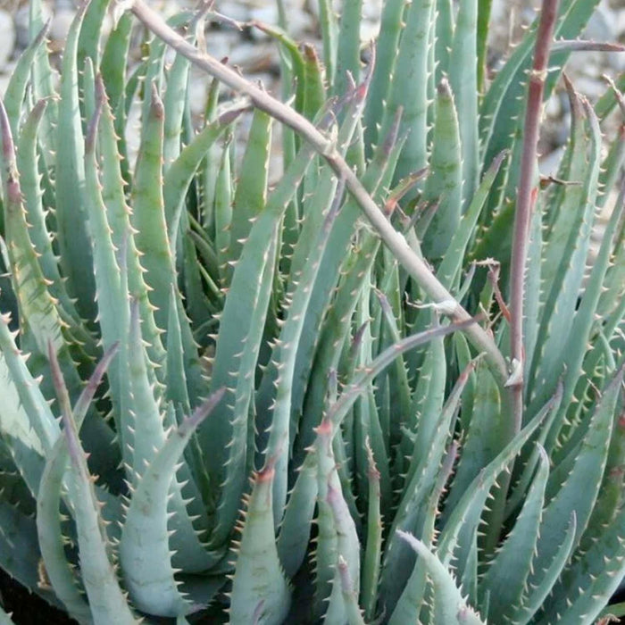 Aloe 'Blue Elf' - Blue Elf Aloe - 1 Gallon - Roger's Gardens