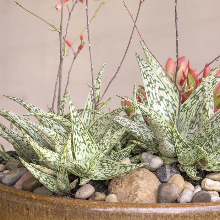 Aloe 'Guido'® - Retro Succulents Guido Aloe - 1 Gallon - Roger's Gardens