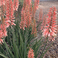 Aloe 'Safari Rose' PP - Safari Rose Aloe - 1 Gallon - Roger's Gardens