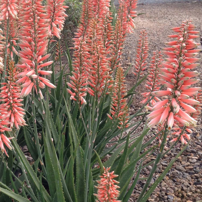 Aloe 'Safari Rose' PP - Safari Rose Aloe - 1 Gallon - Roger's Gardens
