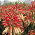 Aloe 'Safari Sunrise' PP - Safari Sunset Aloe - 1 Gallon - Roger's Gardens