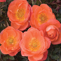Amber Sunblaze - 5 Gallon - Roger's Gardens