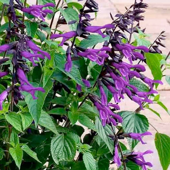 Amistad Salvia
