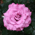 Angel Face - 5 Gallon - Roger's Gardens