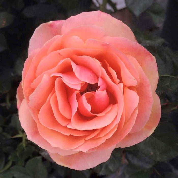 Anna's Promise- 5 Gallon - Roger's Gardens