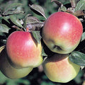 APPLE 'ANNA' - DWARF - #10 GALLON - Roger's Gardens