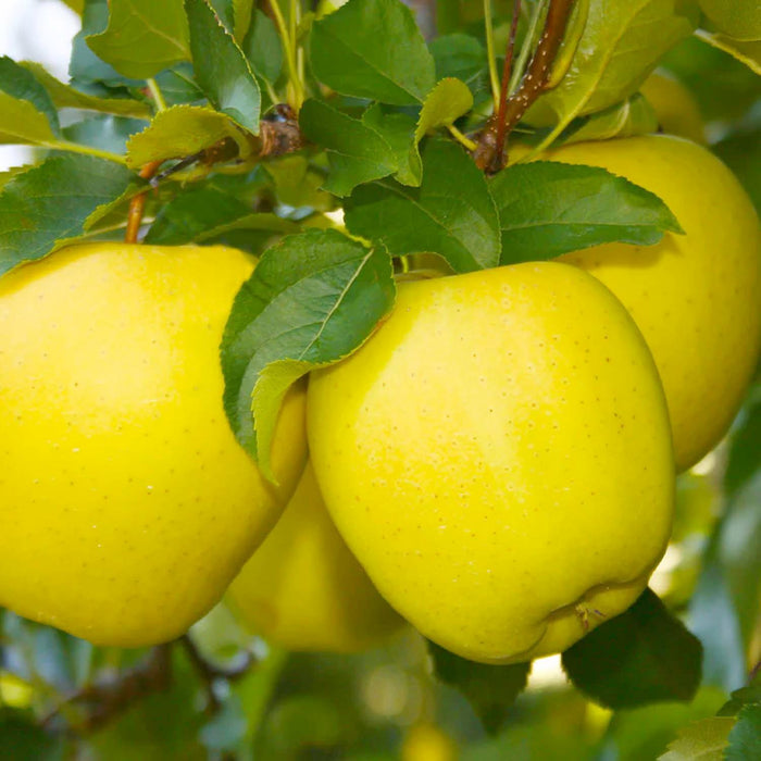 APPLE 'DORSETT GOLDEN' Semi-Dwarf - #5 Gallon - Roger's Gardens