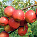 APPLE 'FUJI' - DWARF - #5 GALLON - Roger's Gardens
