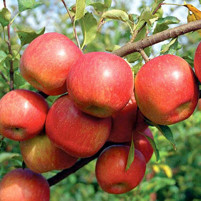 APPLE 'FUJI' - DWARF - #5 GALLON - Roger's Gardens