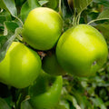 APPLE 'GRANNY SMITH' - SEMI-DWARF - #5 GALLON - Roger's Gardens