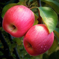 APPLE 'PINK LADY' - SEMI-DWARF - #5 GALLON - Roger's Gardens