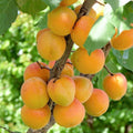 APRICOT 'BLENHEIM (ROYAL)' - SEMI-DWARF - #5 GALLON - Roger's Gardens