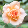 Apricot Candy - 5 Gallon