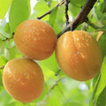 APRICOT 'MOORPARK' - SEMI-DWARF - #5 GALLON - Roger's Gardens