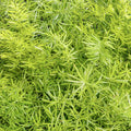 Asparagus a. 'Compacta' - Compact Sprenger Asparagus Fern - 1 Gallon - Roger's Gardens