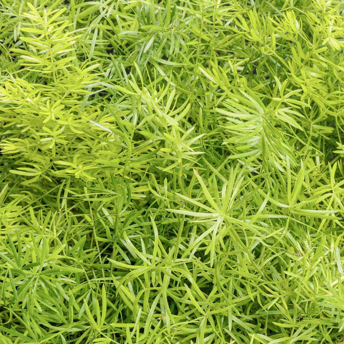 Asparagus a. 'Compacta' - Compact Sprenger Asparagus Fern - 1 Gallon - Roger's Gardens