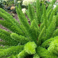 Asparagus densiflorus 'Myers' - Foxtail Fern - 1 Gallon - Roger's Gardens
