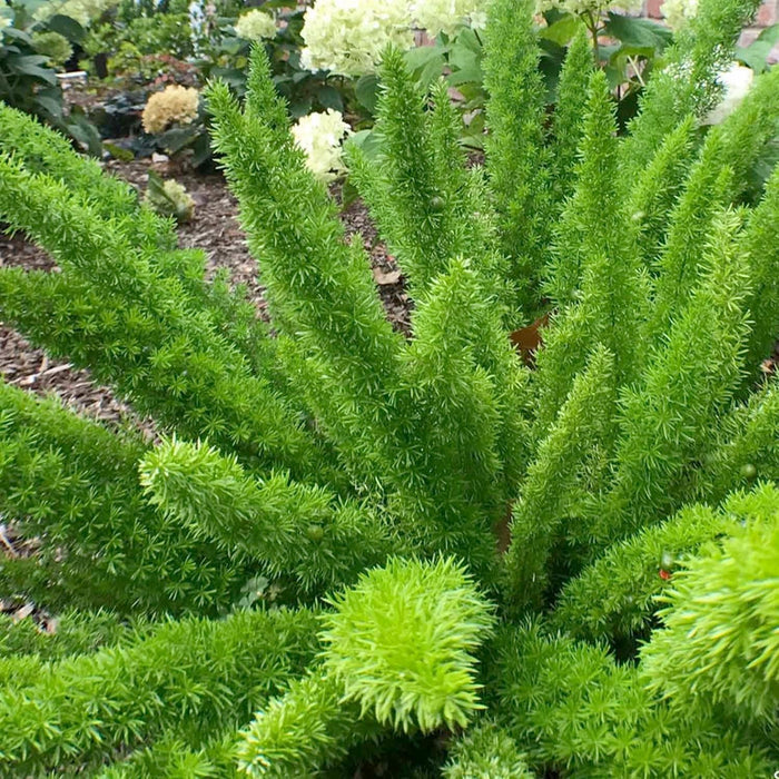Asparagus densiflorus 'Myers' - Foxtail Fern - 1 Gallon - Roger's Gardens