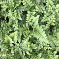 Asplenium 'Austral Gem'™ - Austral Gem Bird's Nest Fern - 1 Gallon - Roger's Gardens