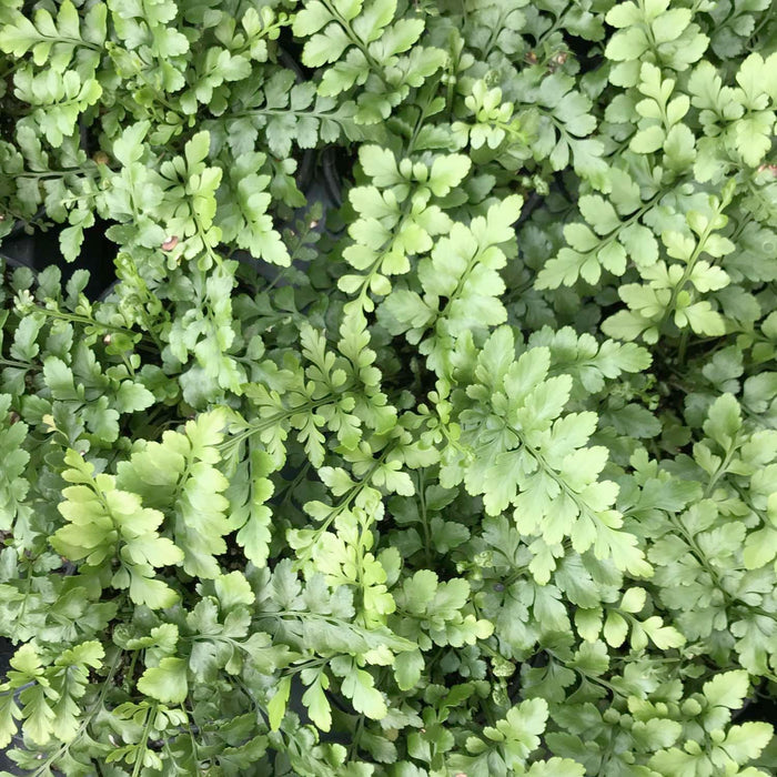 Asplenium 'Austral Gem'™ - Austral Gem Bird's Nest Fern - 1 Gallon - Roger's Gardens