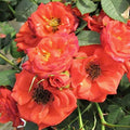 Autumn Sunblaze - Mini - 3 Gallon - Roger's Gardens