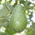 AVOCADO 'EDRANOL' - #5 GALLON - Roger's Gardens