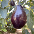 AVOCADO 'MEXICOLA' - #5 GALLON - Roger's Gardens