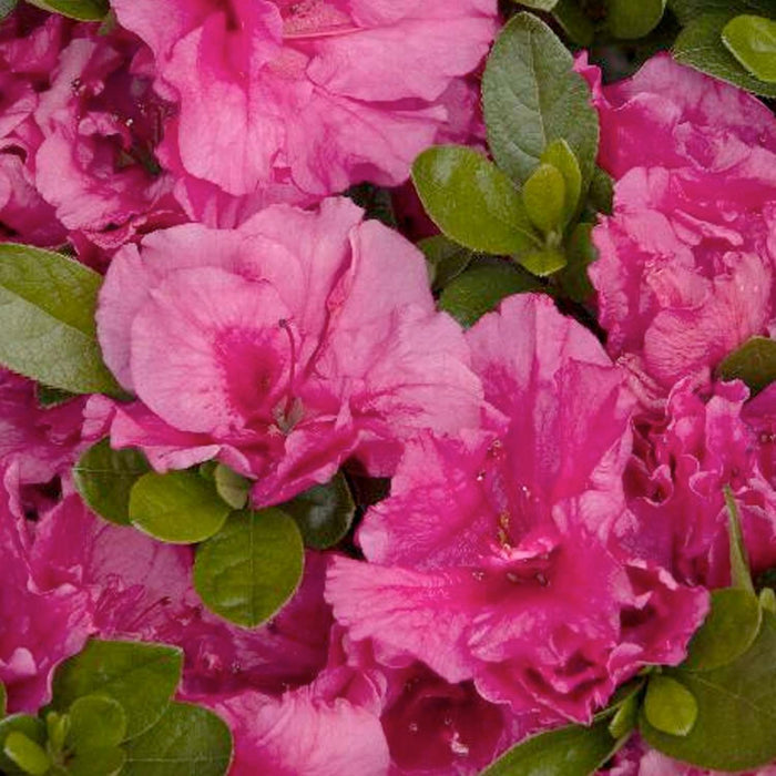 Azalea 'Dbl Shot Watermelon'® PP - Double Shot Watermelon Azalea - 2 Gallon - Roger's Gardens