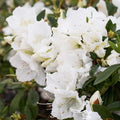 Azalea indica 'Alaska' - Alaska Azalea - 1 Gallon - Roger's Gardens