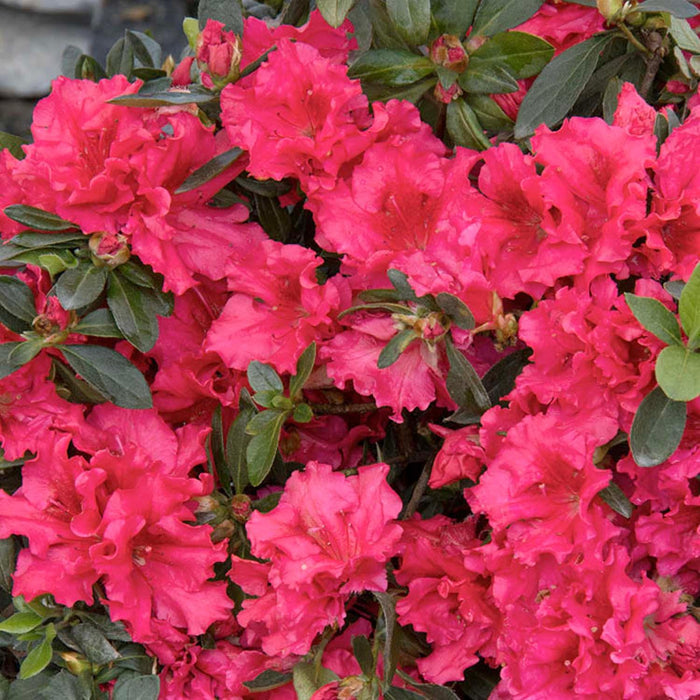 Azalea 'Red Ruffles' - Red Ruffles Azalea - 1 Gallon - Roger's Gardens