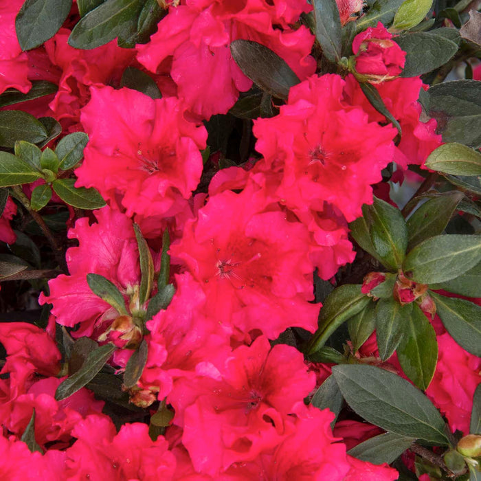 Azalea 'Red Ruffles' - Red Ruffles Azalea - 5 Gallon - Roger's Gardens