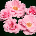 Baby Blanket - 5 Gallon - Roger's Gardens