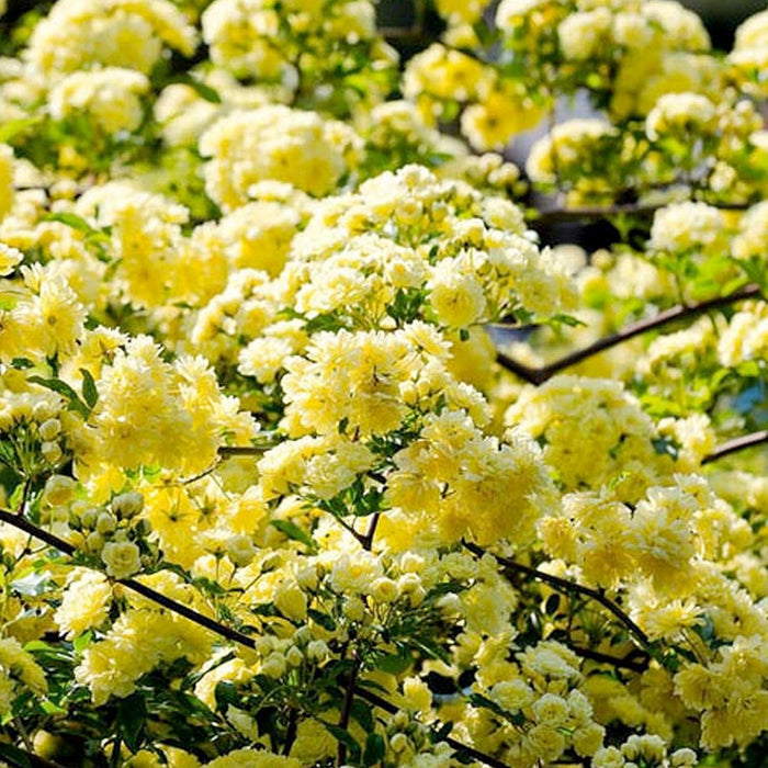 Banksiae Lutea - 5 Gallon - Roger's Gardens
