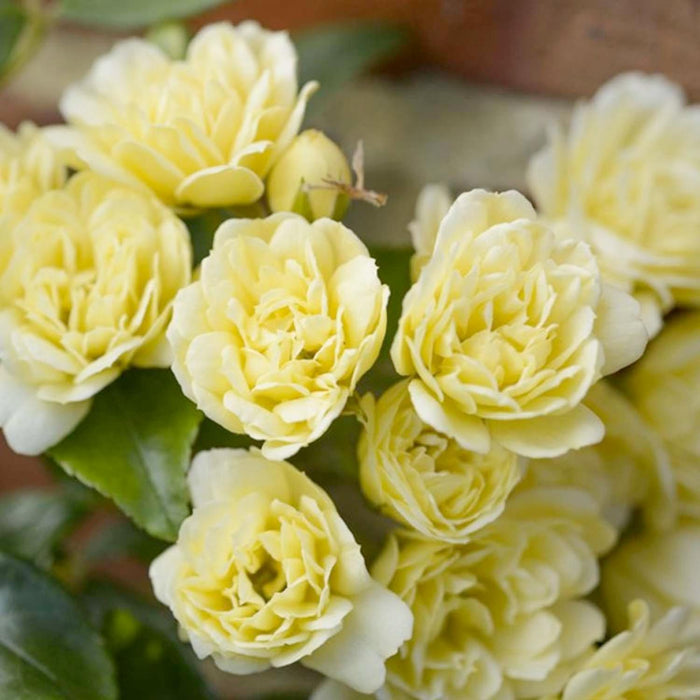 Banksii 'Lutea - 5 Gallon - Roger's Gardens