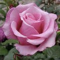 Barbara Streisand - 5 Gallon - Roger's Gardens