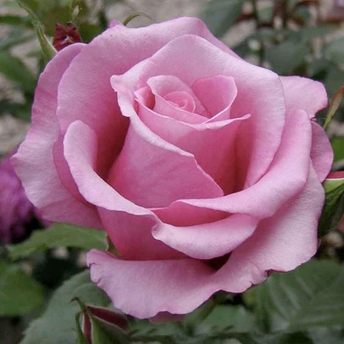 Barbara Streisand - 5 Gallon - Roger's Gardens