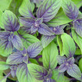 Basil 'African Blue' - 4" Pot