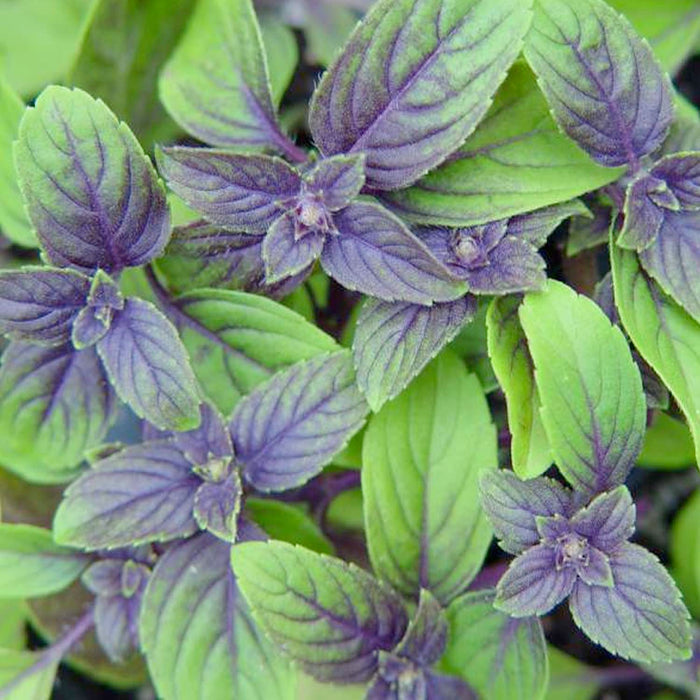 Basil 'African Blue' - 4" Pot