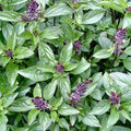 Basil 'Cinnamon' - 4" Pot