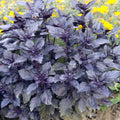 Basil 'Dark Opal' - 4" Pot