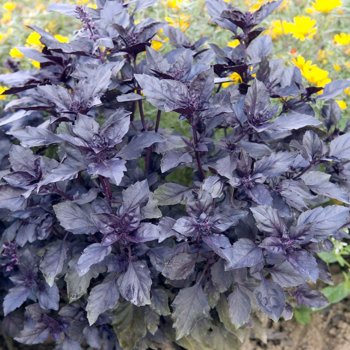 Basil 'Dark Opal' - 4" Pot