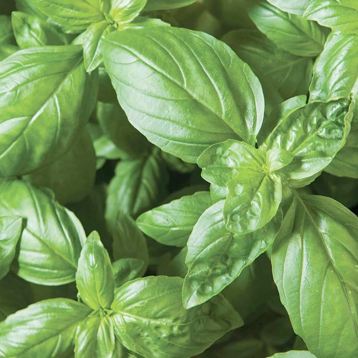 Basil 'Eleanora' - 4" Pot