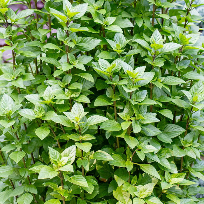 Basil 'Everleaf' - 4" Pot
